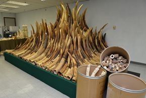 Confiscated ivory to be disposed of by incineration